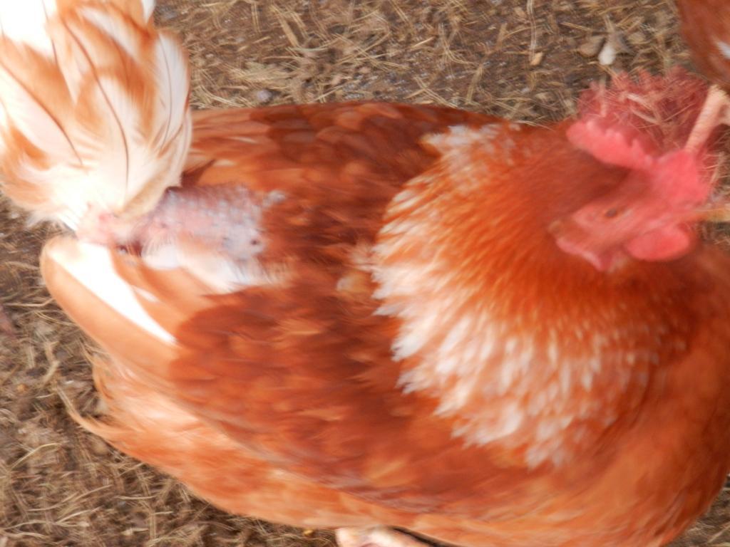 112056_dscn2171.jpg