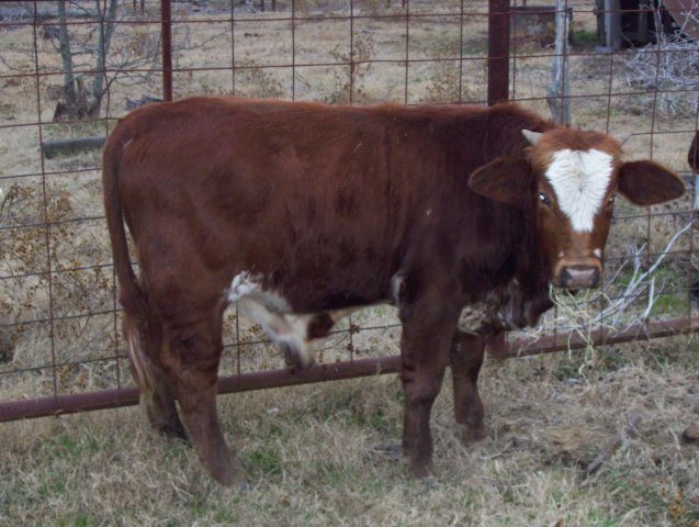 1120_cows_040.jpg
