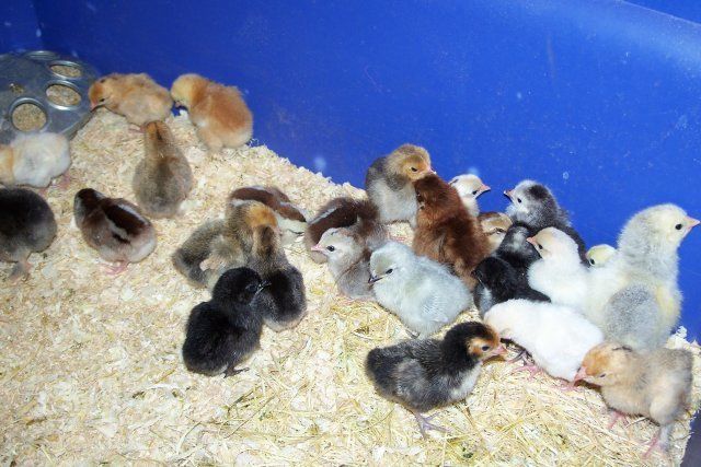 11212_chickies2.jpg