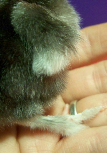 11212_fuzzy_feet.jpg
