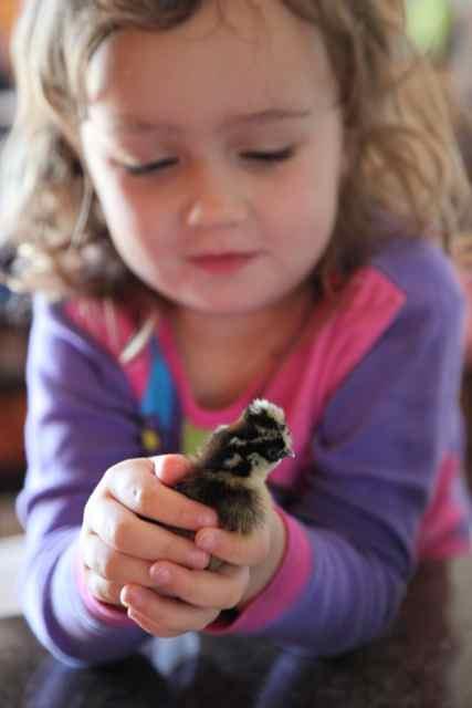 112291_chicks01.jpg