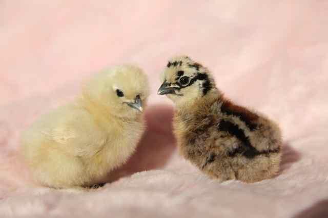 112291_chicks02.jpg