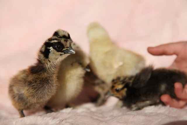 112291_chicks03.jpg