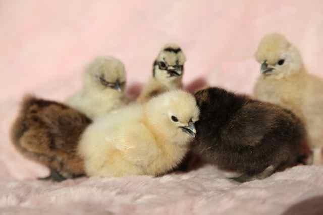112291_chicks04.jpg