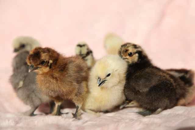 112291_chicks05.jpg