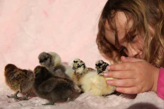 112291_chicks06.jpg