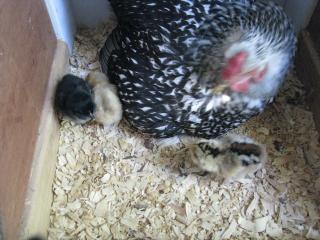 11229_new_chicks_2009_004.jpg