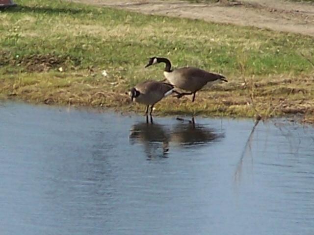 11230_canadians01.jpg