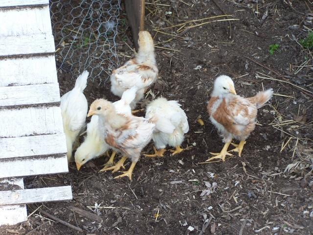 11230_chicks3weeks.jpg