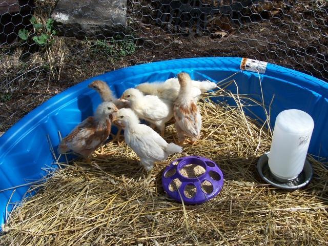 11230_chicks3weeks02.jpg
