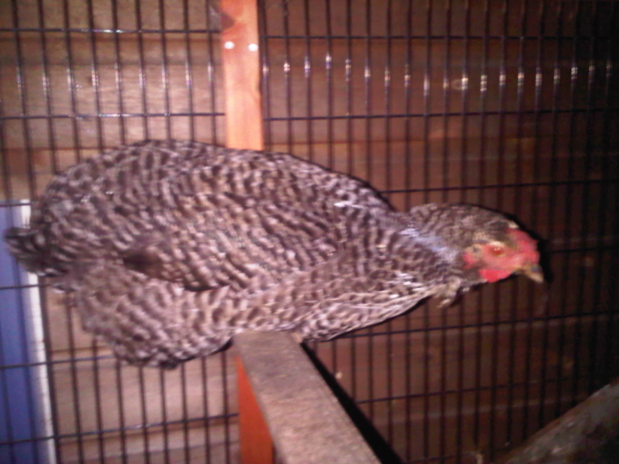 112334_garys_chickens.jpg