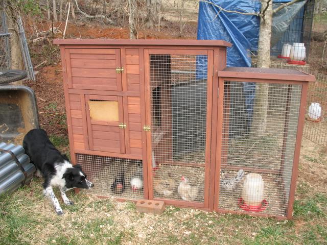 11233_brinsea_hatch_001.jpg