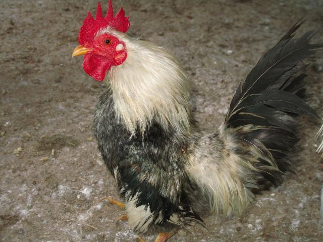 11233_chickens_byc_005.jpg