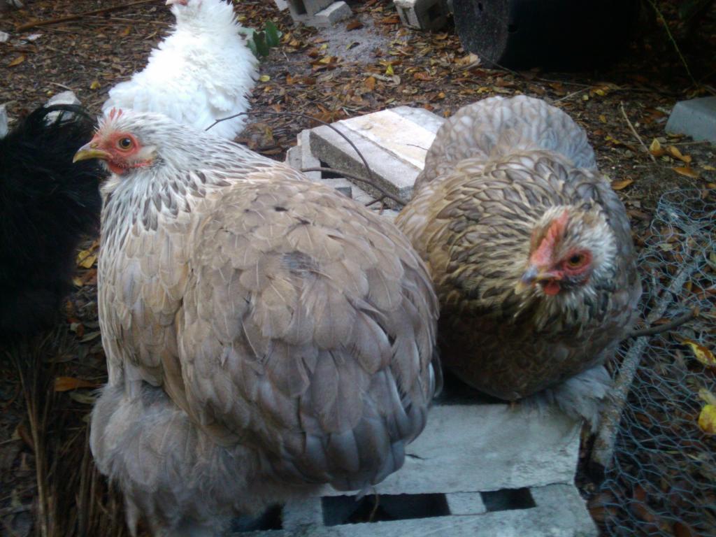 112346_cochins_1.jpg