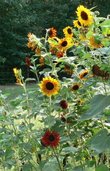 112356_sunflower_variety.jpg