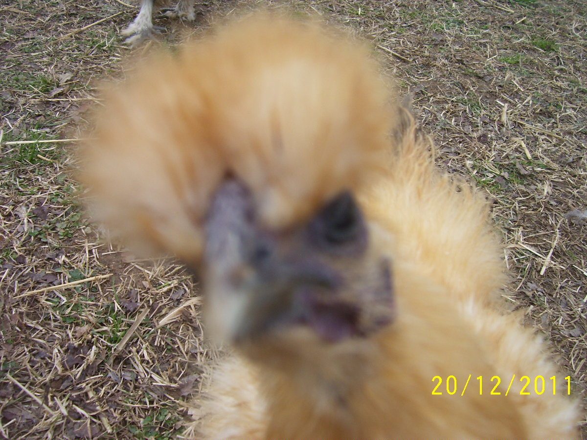 112361_fred_crowing_032.jpg