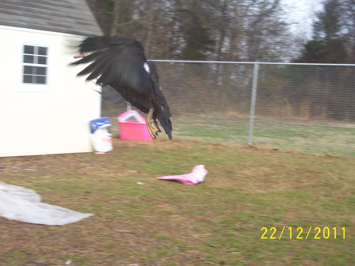 112361_rabbits_chickens_12_22_11_113.jpg