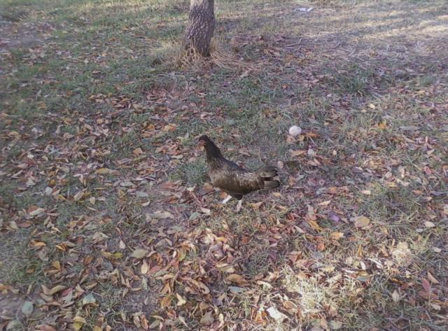 112376_crazy_hen.jpeg