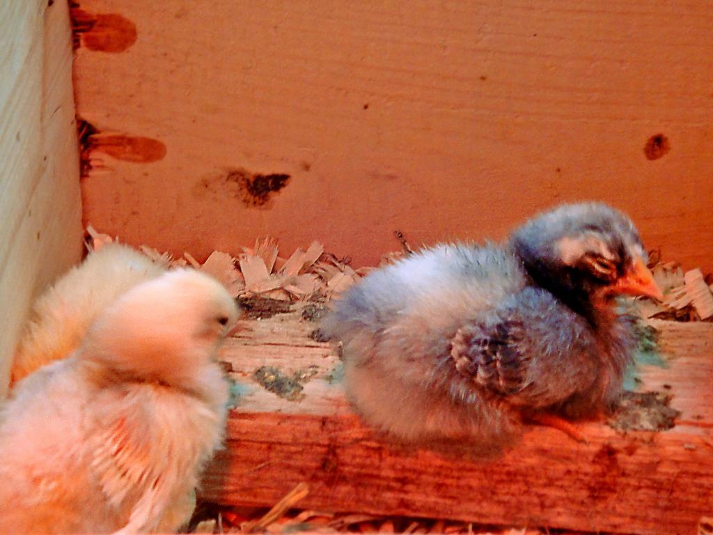 112738_chicks3.jpg