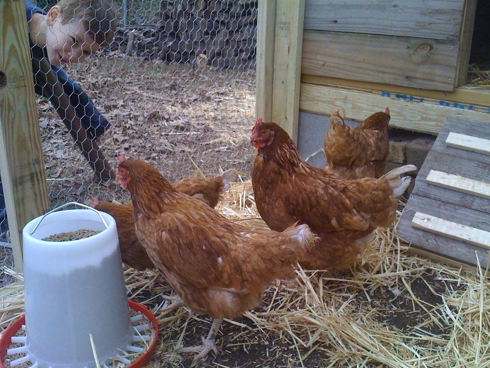 112747_chickens.jpg