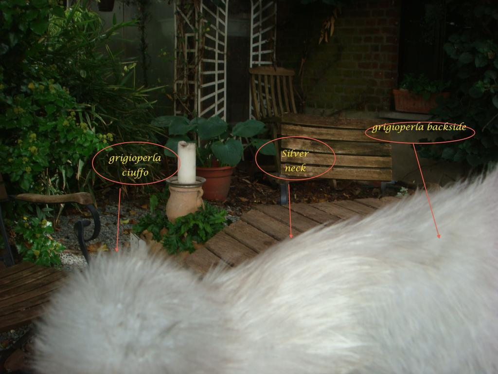 112860_ice2.jpeg