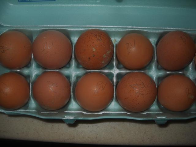 11289_barnevelder_pics_015.jpg