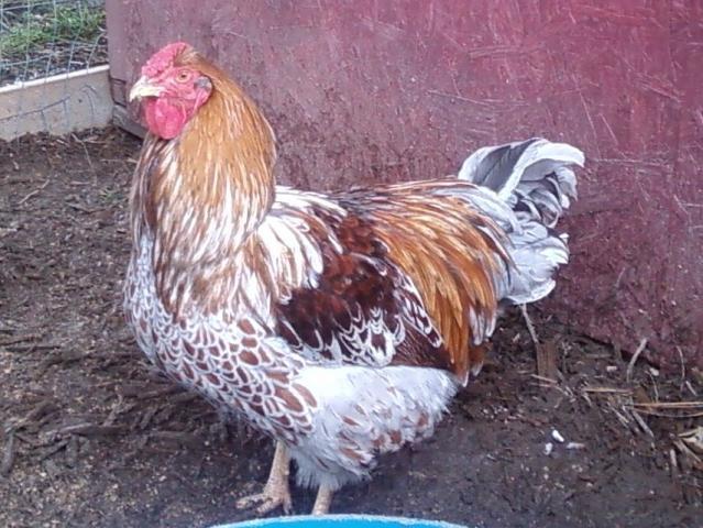 11289_blue_laced_roo.jpg