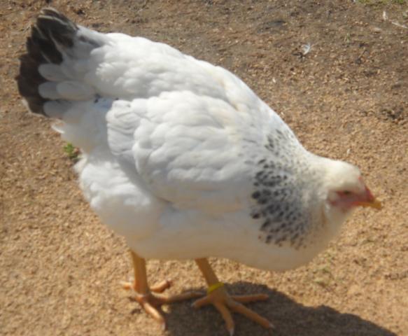 11289_chick_pic_226.jpg
