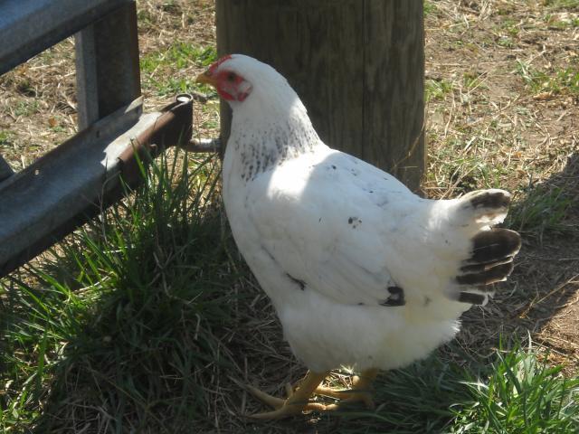 11289_chick_pic_229.jpg