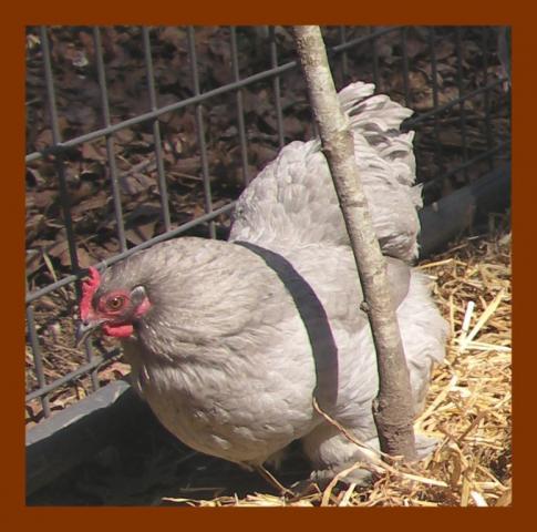 11289_lavender_hen.jpg