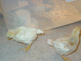 11297_061.jpg