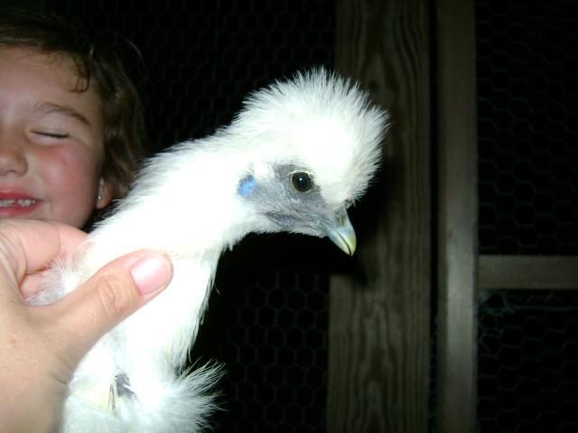 11297_chickens_019.jpg