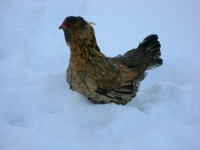 11297_chrismas_2008_065.jpg