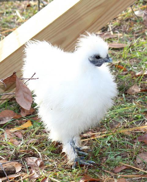 113089_silkie2.jpg