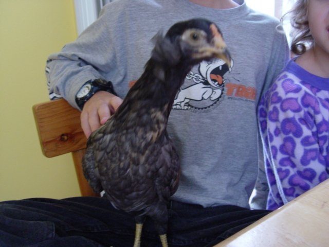 11313_araucana_005.jpg