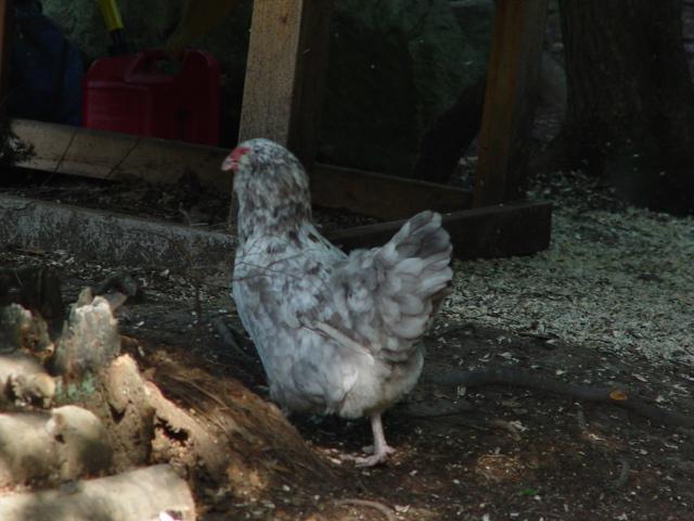 11313_mottled_amer_002.jpg