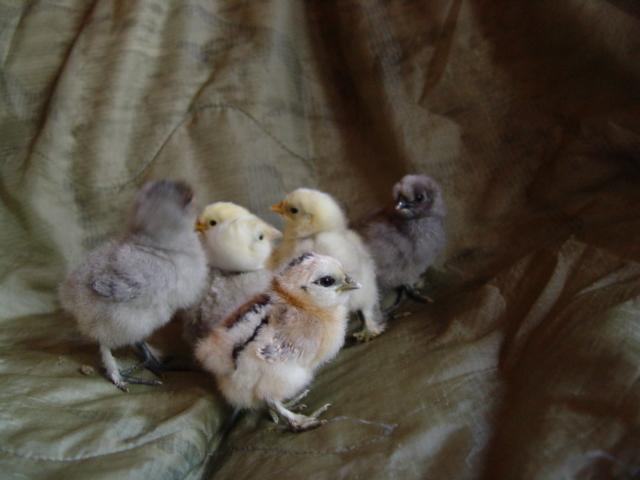 11313_pdsavage_chicks_004.jpg