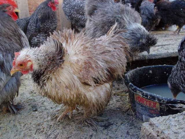 11313_silkies_splash_003.jpg