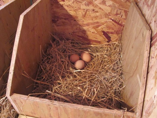 113159_chicken_coop_008.jpg