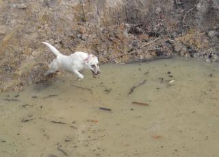 11325_dutchess_water_retrieve_final.jpg