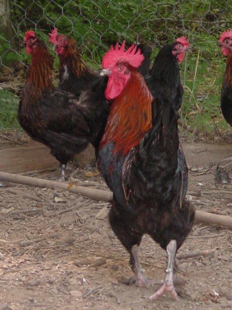 11333_black_copper_marans_rooster.jpg