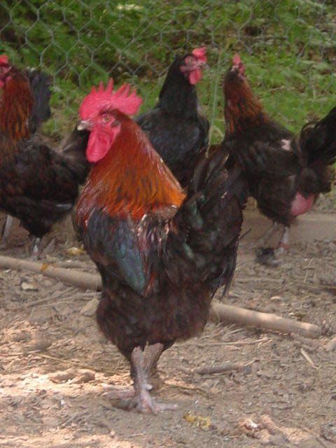 11333_black_copper_marans_rooster_2.jpg