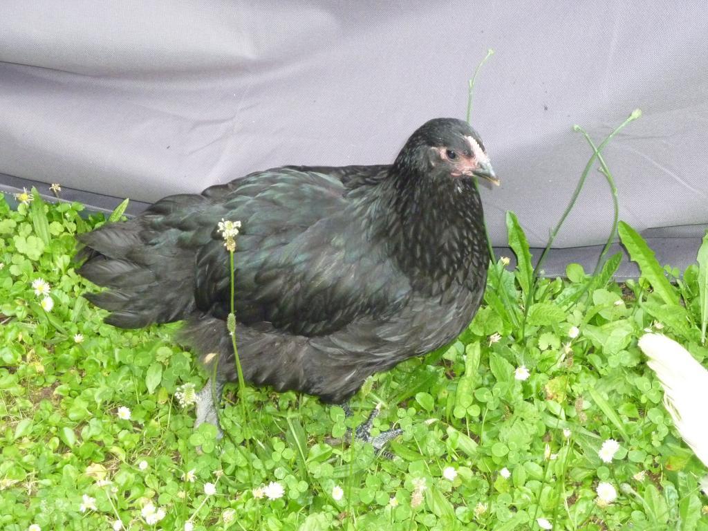 113426_blue_chicken.jpg