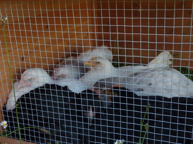113426_chickens.jpg