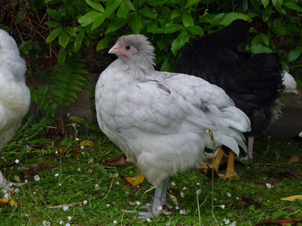 113426_grey_having_a_ruffle.jpg