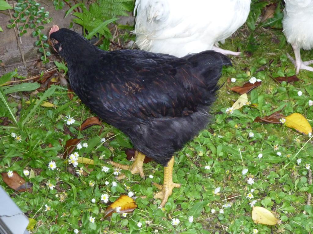 113426_red_chicken.jpg