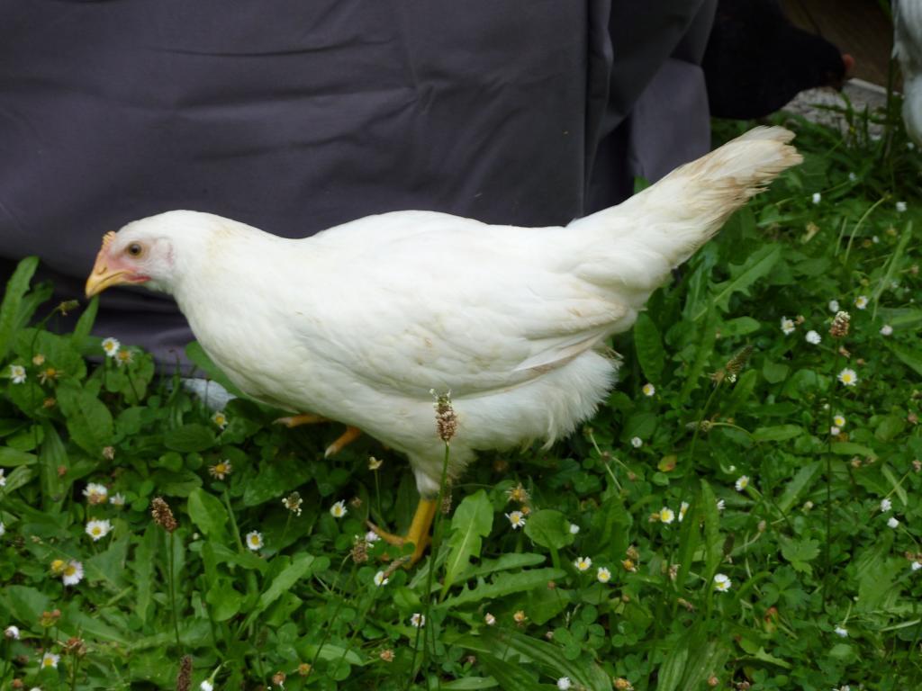 113426_white_chickent.jpg
