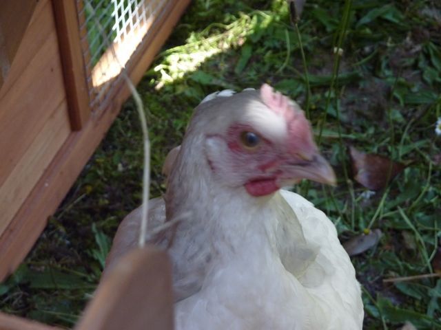 113426_white_grey_rooster.jpg