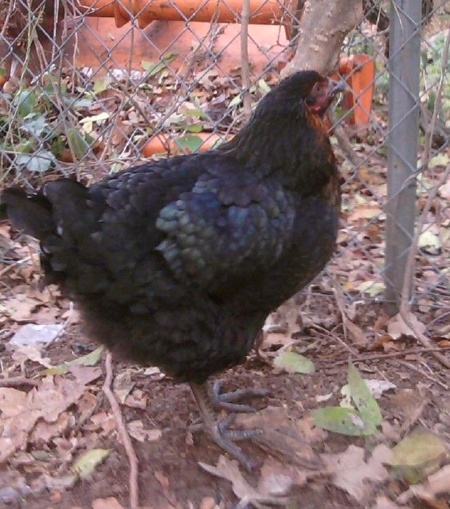 113473_australorp_3.jpg