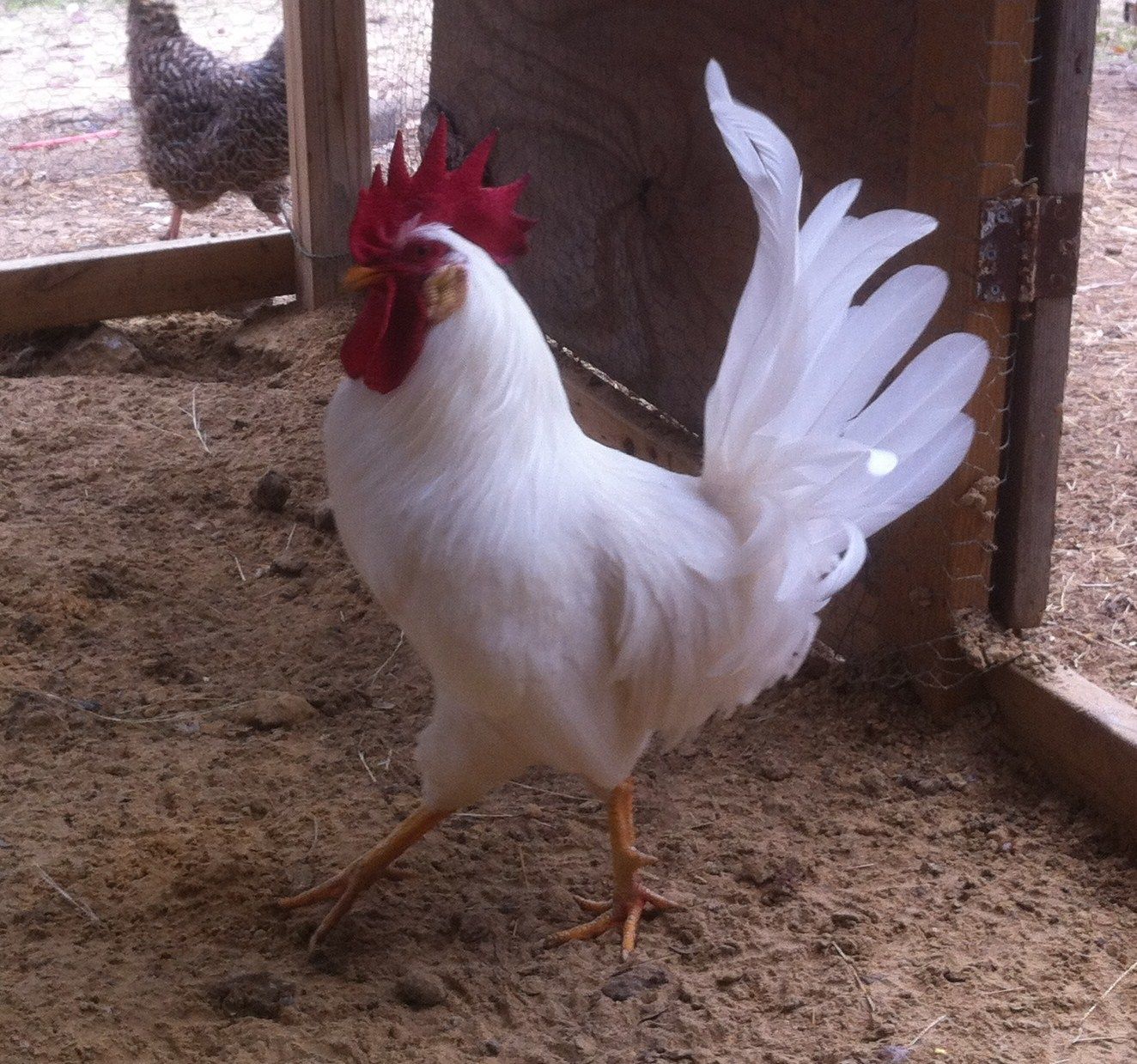 113632_chickens_025.jpg